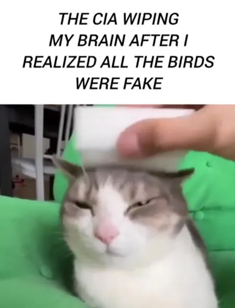 CIA Wipes Bird Conspiracy Brain