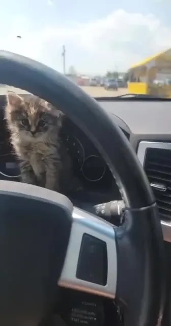 Котёнок за рулём