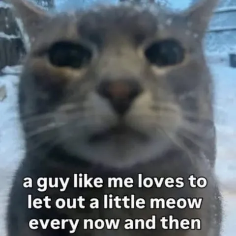 A Little Meow Every Now and Then
