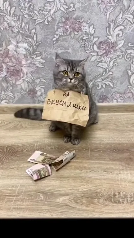 Кот просит на вкусняшки
