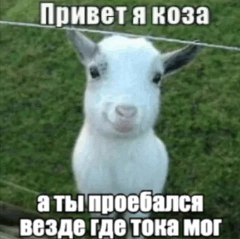Привет, я коза