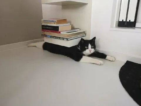 Cat Buried Under Books