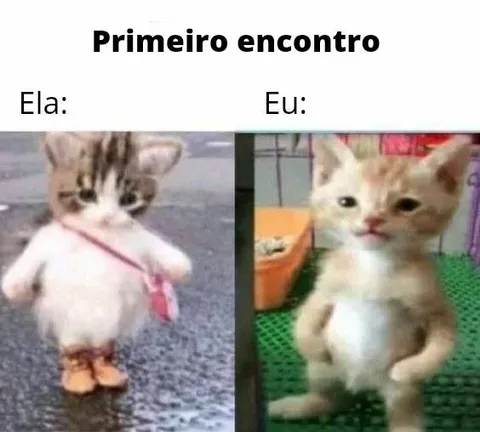 Primeiro encontro dos gatinhos