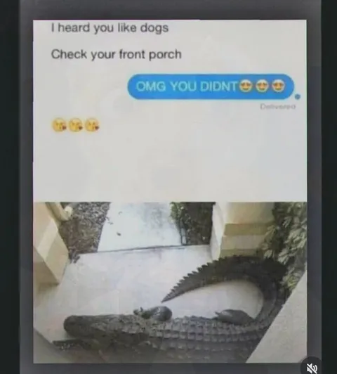 Crocodile on the Front Porch