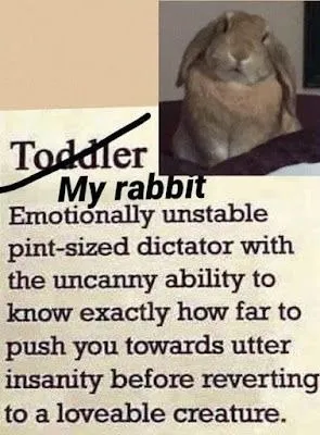 My Rabbit, the Tiny Dictator