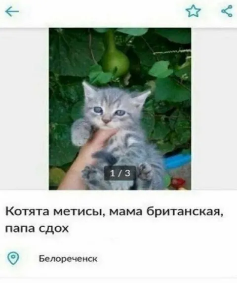 Котята метисы, мама британская