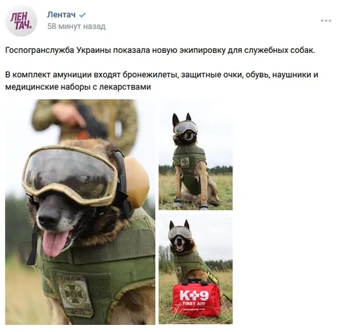Экипировка для служебных собак