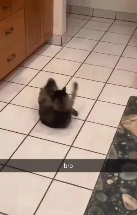 Bro, Where Did the Cat Go?