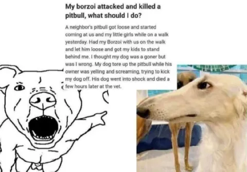 Borzoi Attacked a Pitbull
