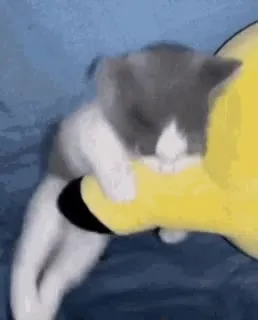 Котёнок цепляется за жёлтую игрушку