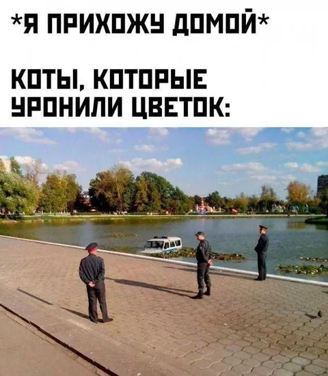 Коты уронили цветок