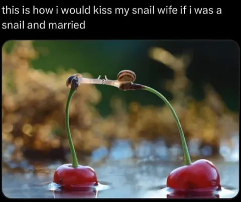 Snail Wife Kiss