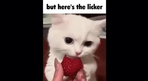 But Here's the Cat Pun