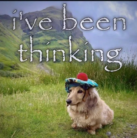 I've Been Thinking Dog