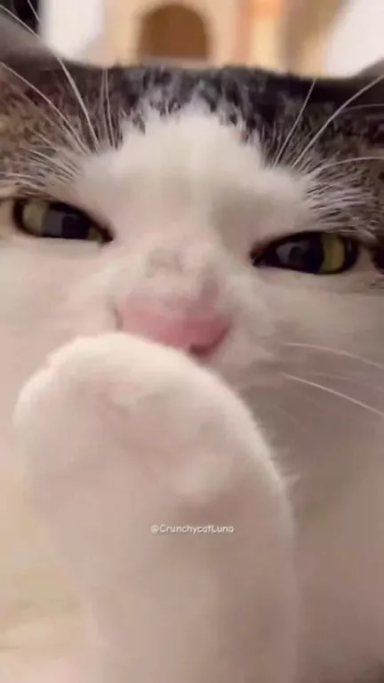 Кот жуёт свою лапу