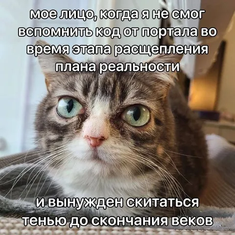 Кот после расщепления плана реальности