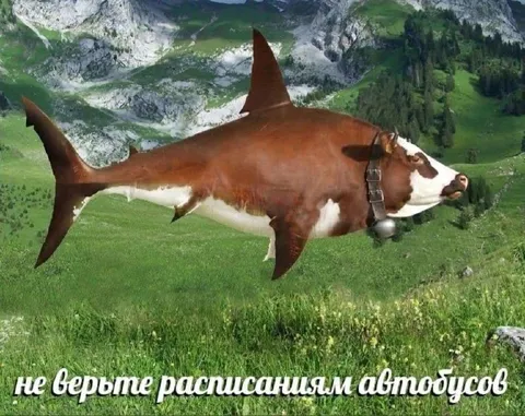 Корова-акула не верит автобусам