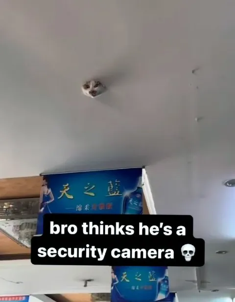 Cat Security Camera