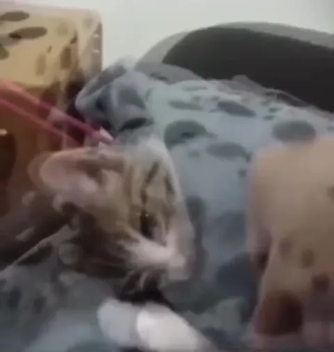 Котик под музыку преображается