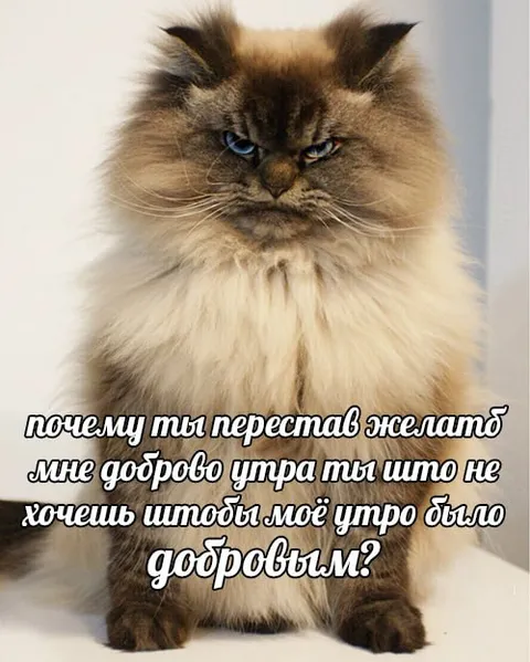 Кот требует доброго утра