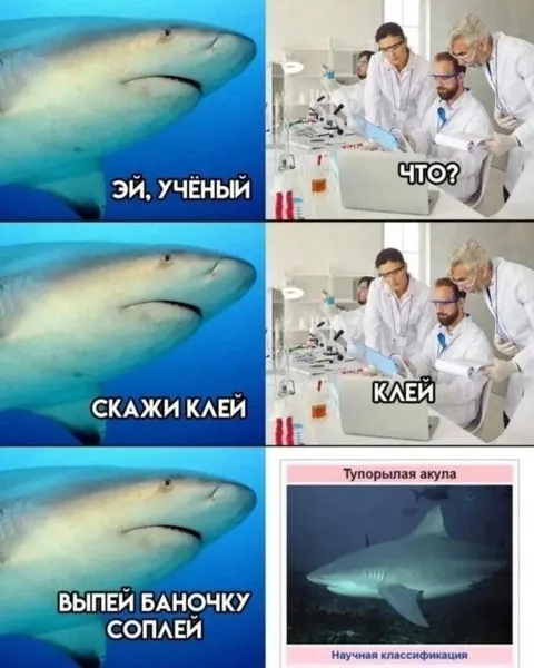 Акула просит сказать клей