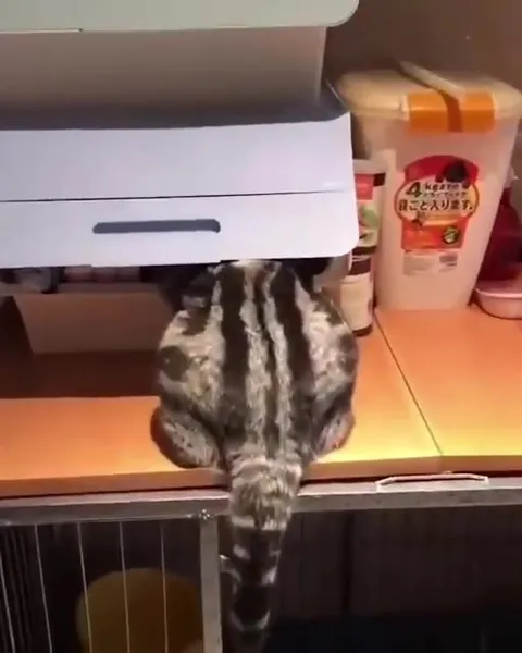 Кот застрял в ящике