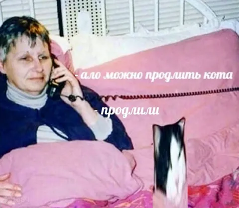 Можно продлить кота
