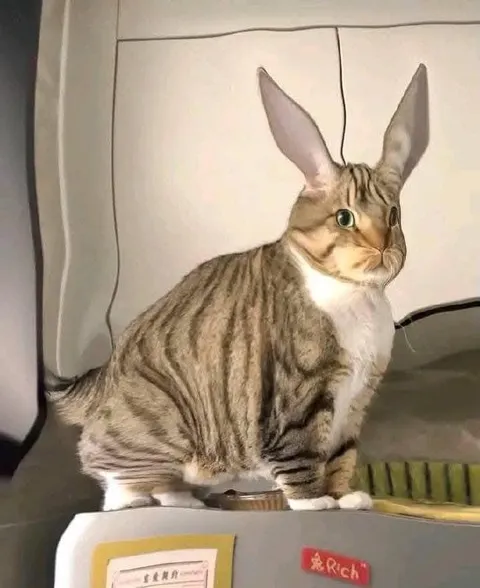 Cat With Rabbit Ears