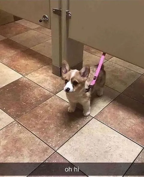 Oh Hi Corgi