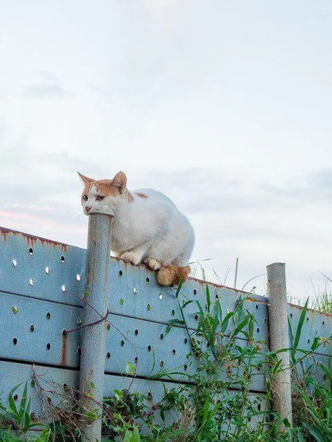 Кот на заборе