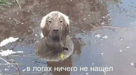В логах ничего не нашел