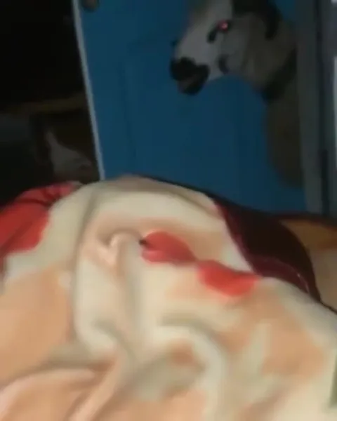 Овца крадётся из-за двери