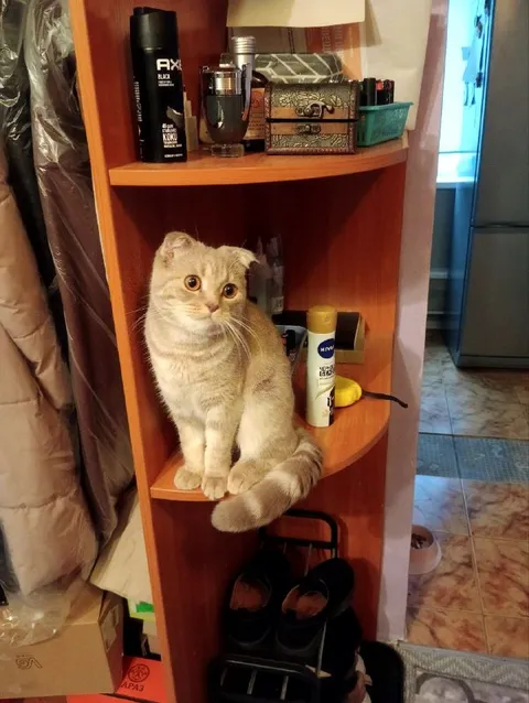Кот на полке среди вещей