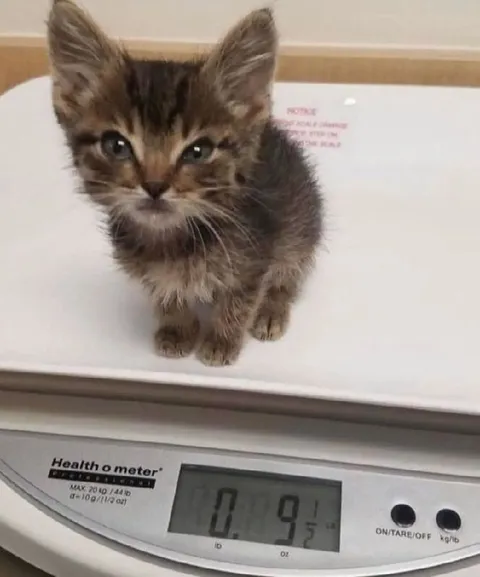 Tiny Kitten Weighs 0.91 Pounds