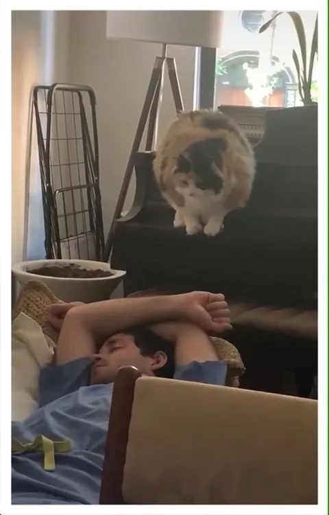 Кот будит спящего хозяина