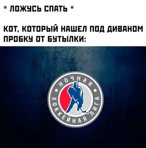 Кот нашёл пробку от бутылки
