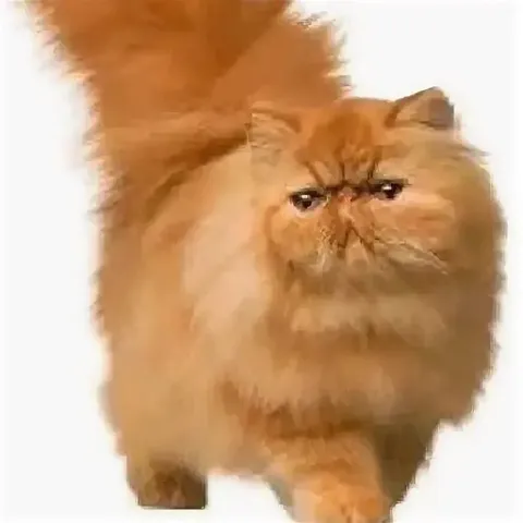 Сердитый пушистый кот