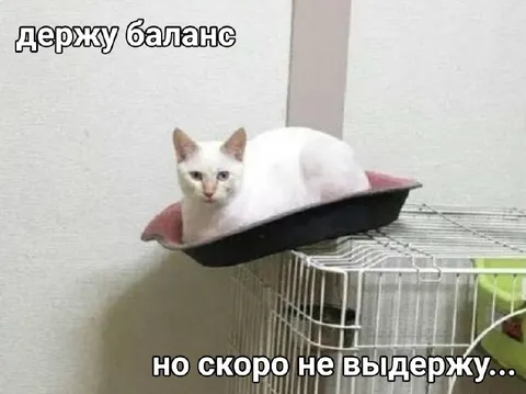 Кот держит баланс