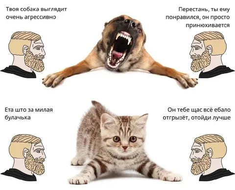 Агрессивная собака и милый котёнок