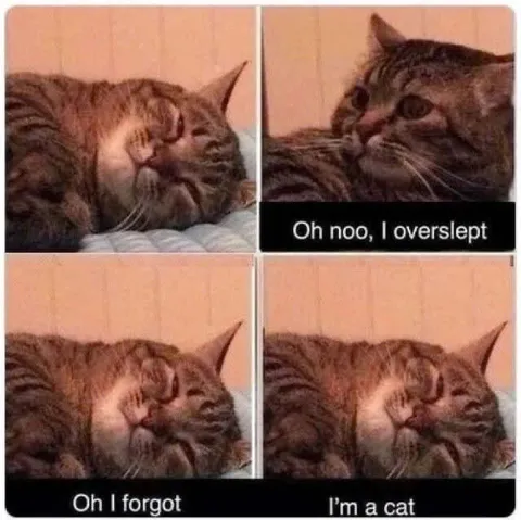 Cat Forgot It Is a Cat