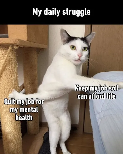 My Daily Struggle Cat
