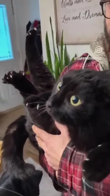 Black Cat Meets Another Cat
