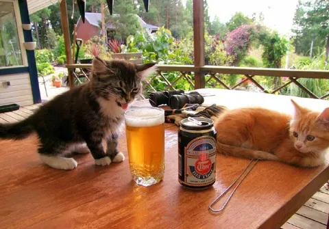Deux chats et une bière