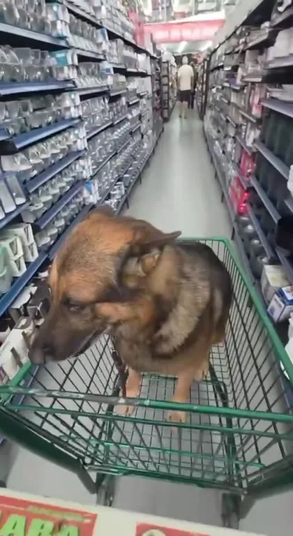 Cachorro fazendo compras no carrinho