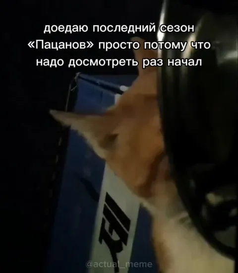 Кот досматривает «Пацанов»