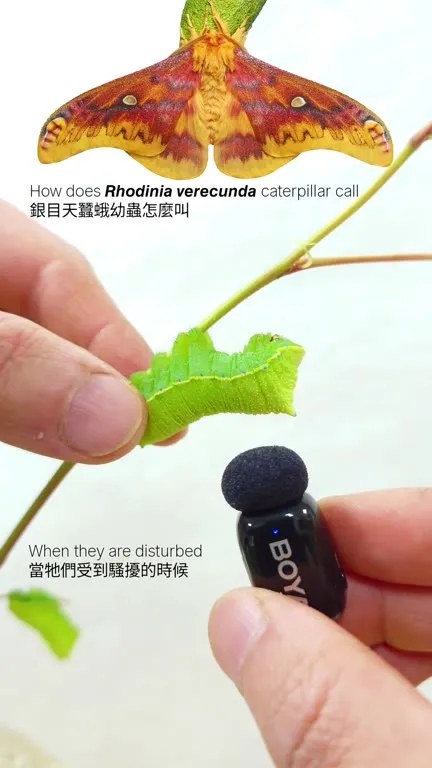 Caterpillar Sounds Like a Frog