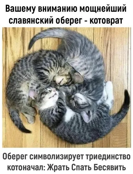 Мощнейший славянский котоврат