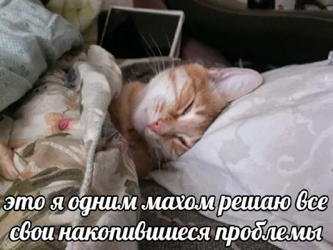 Кот решает все проблемы разом