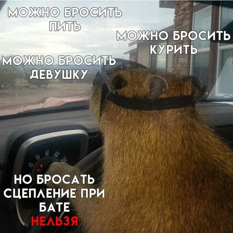 Капибара не бросает сцепление