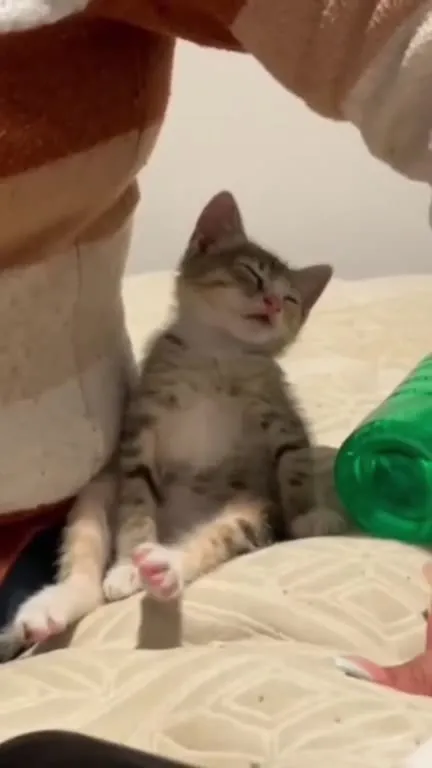 Котёнок засыпает сидя
